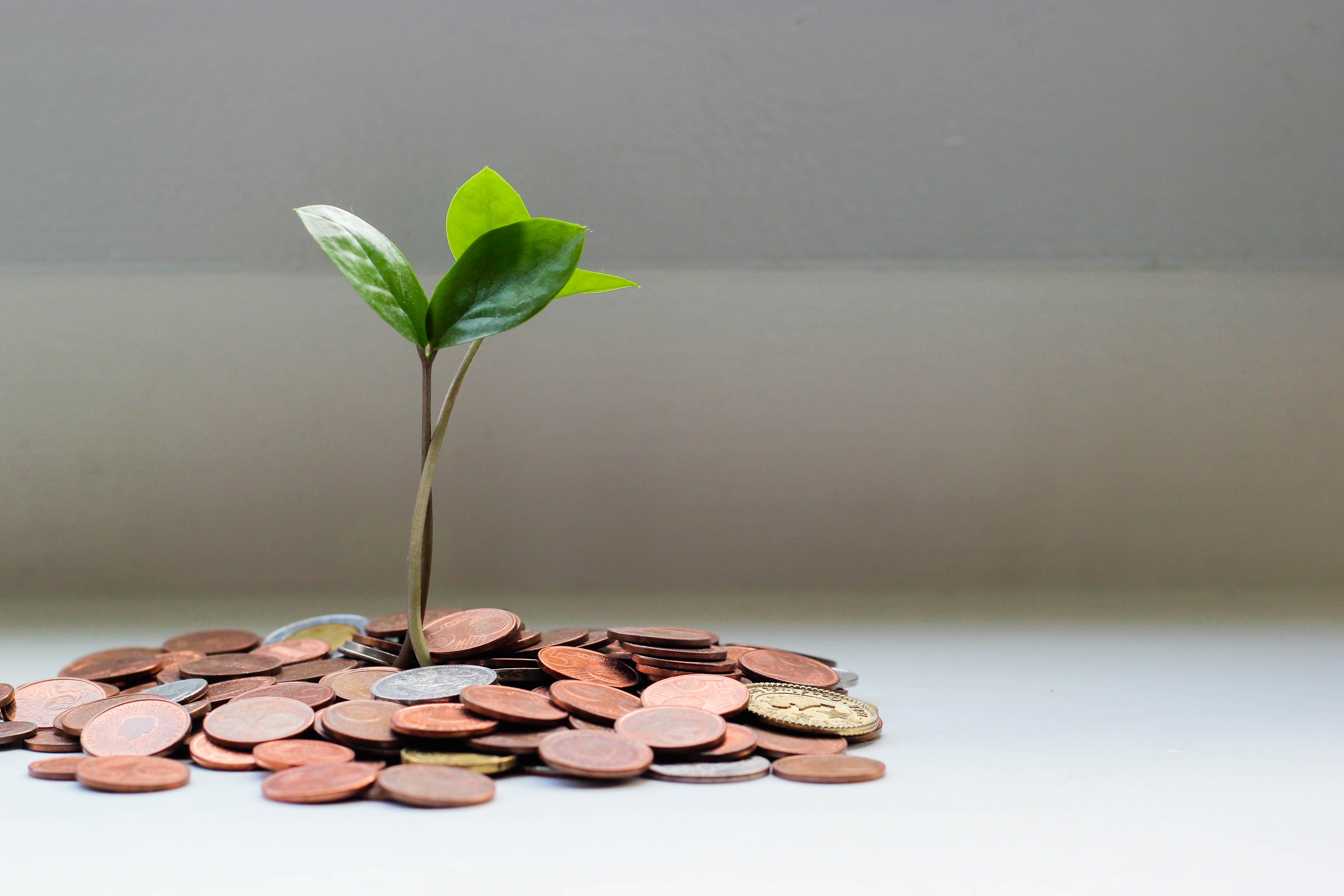 Small plant surrounded by coins