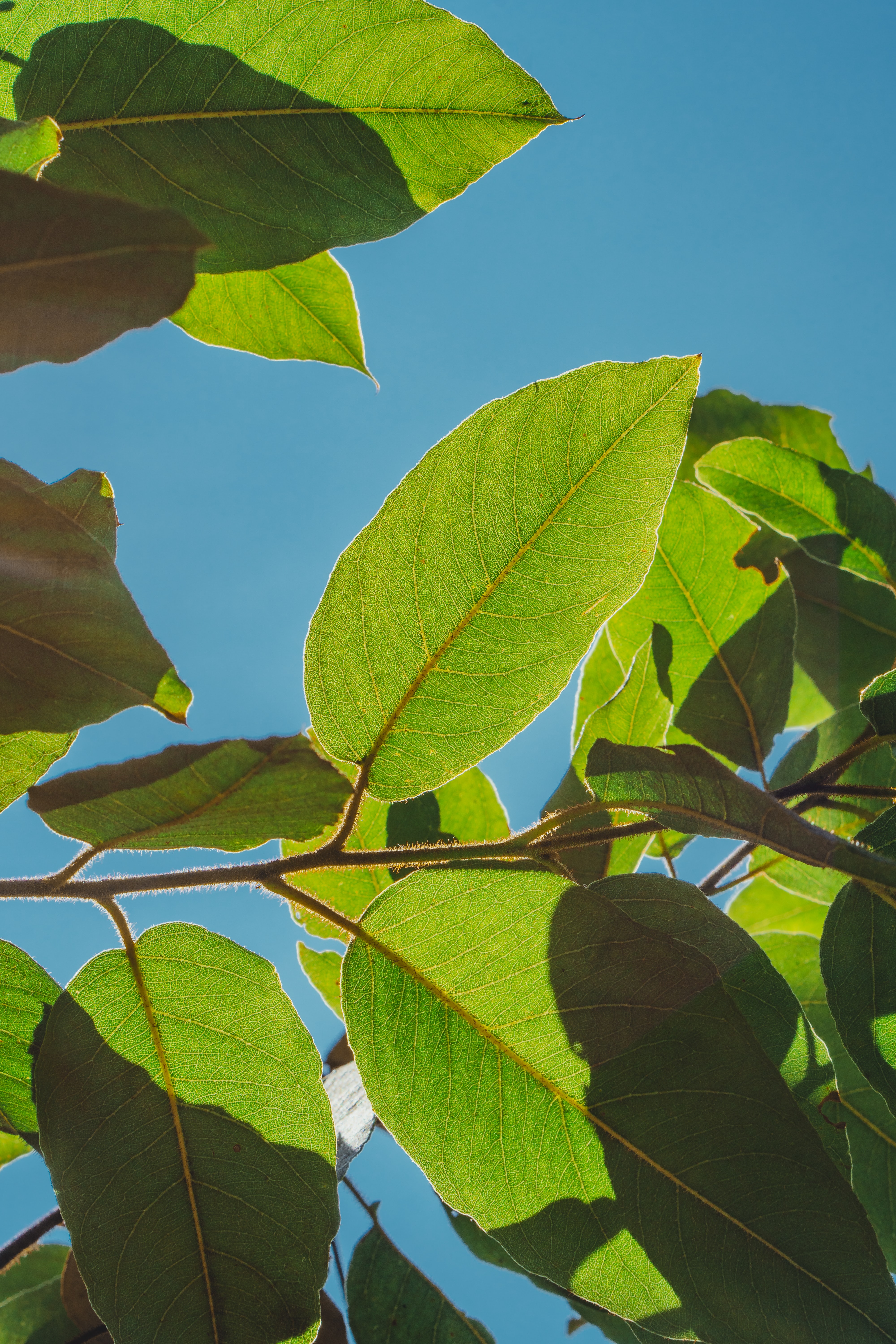 Green leaves on a tree with blue sky background